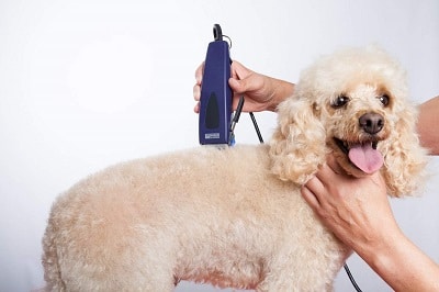 Hundeschermaschinen Test